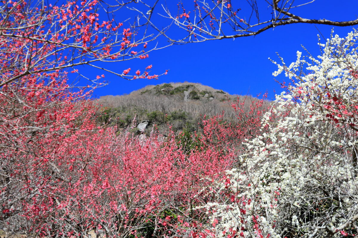 梅の花の額縁から見える幕山