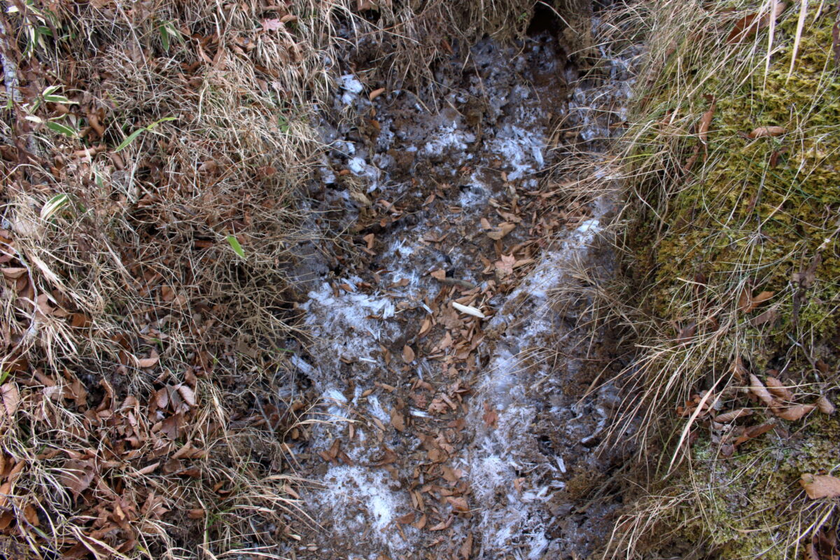 霜柱がびっしりの蛭ヶ岳～檜洞丸の登山道