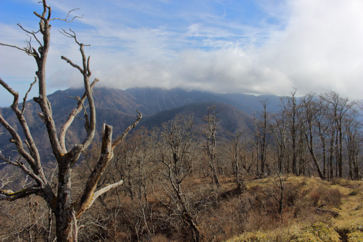 檜洞丸山頂直下から眺める丹沢主稜・主脈の稜線