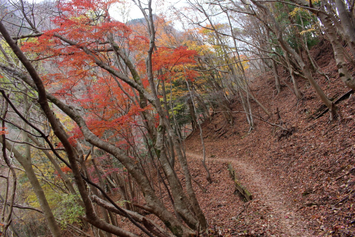 紅葉した木々があるゴーラ沢近くの登山道