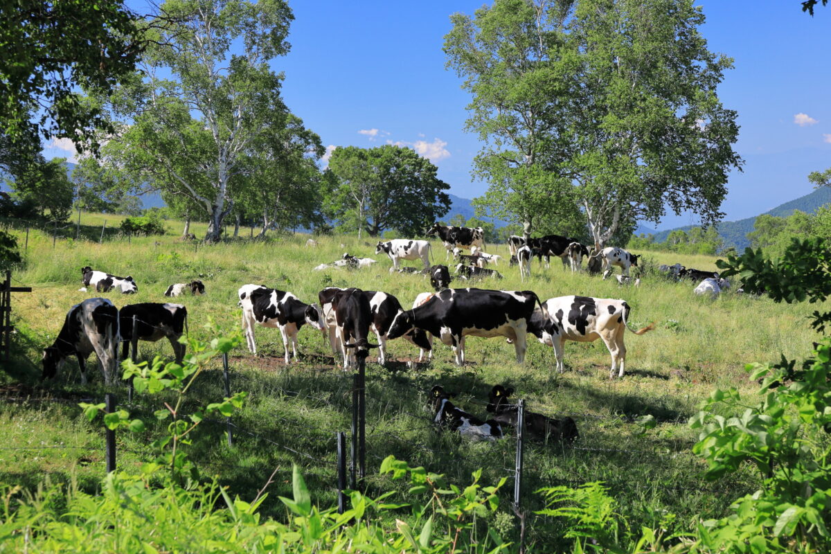 道路横の牧場でのんびり草をはむ菅平牧場の牛たち