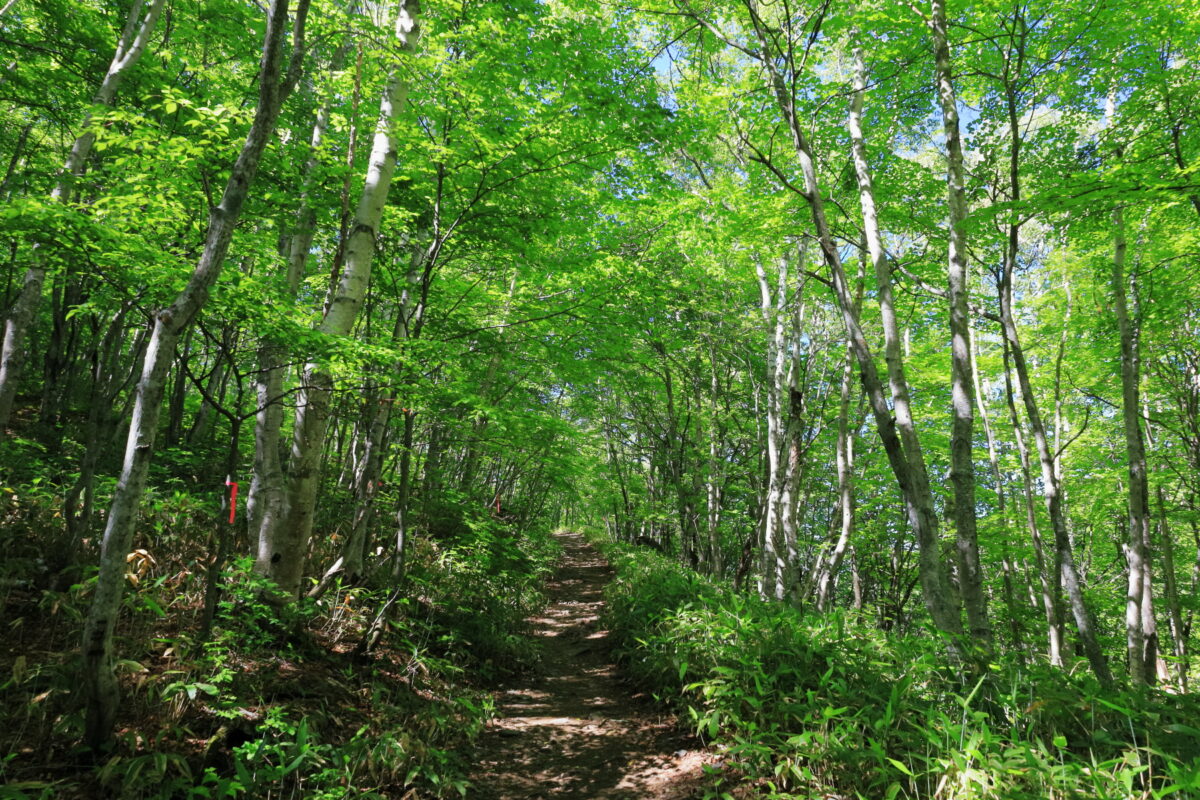 シラカバの新緑が美しい四阿山の登山道