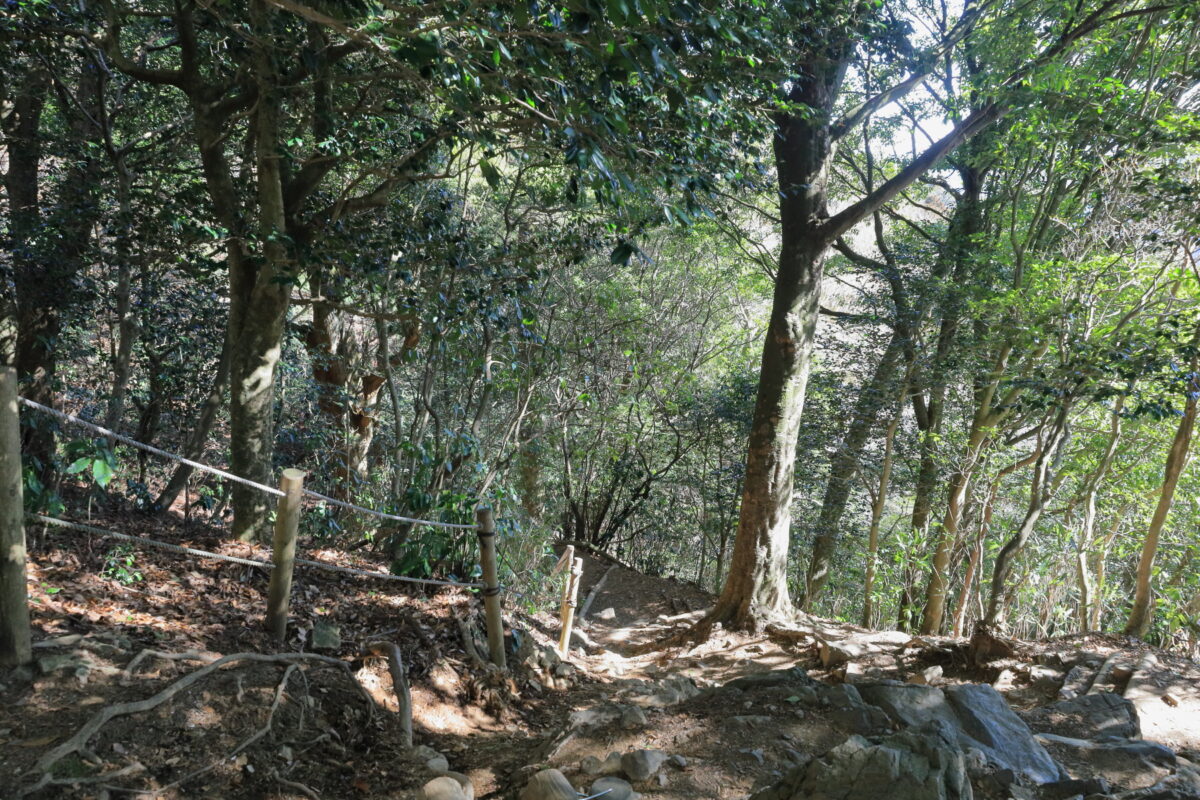 常緑樹が多い山頂付近の登山道