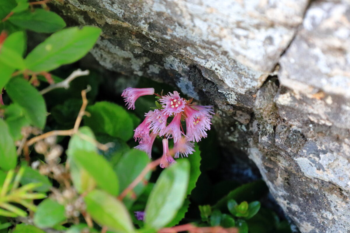 根子岳山頂付近の岩陰に咲くイワカガミ