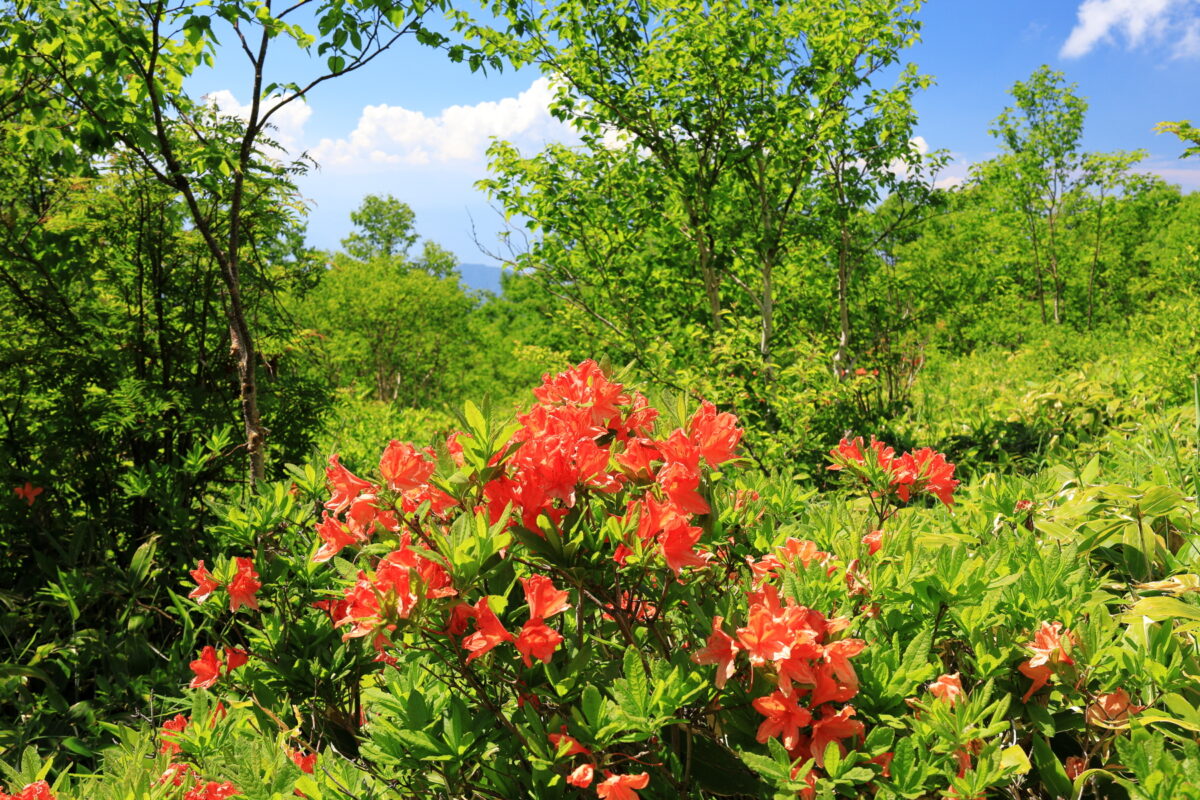 根子岳の樹林帯に咲くレンゲツツジの花