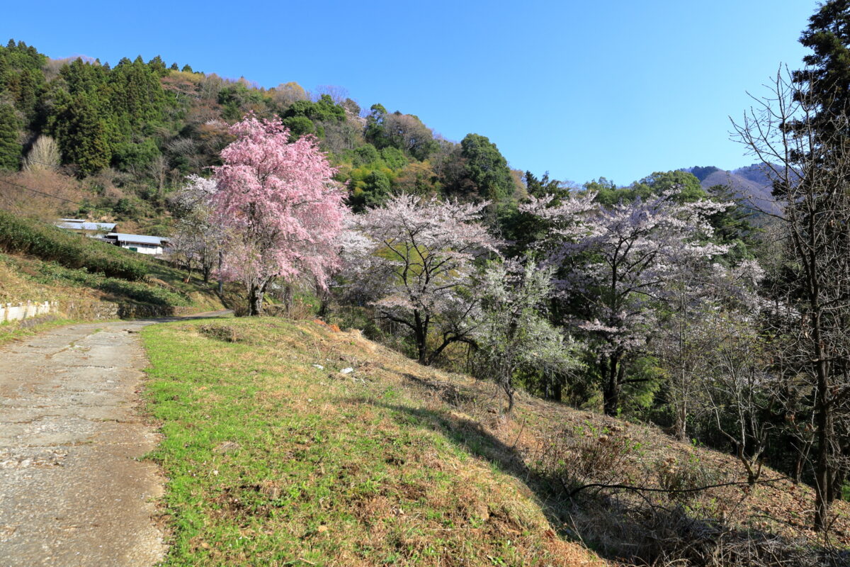 登山口近くの集落に咲く桜の花