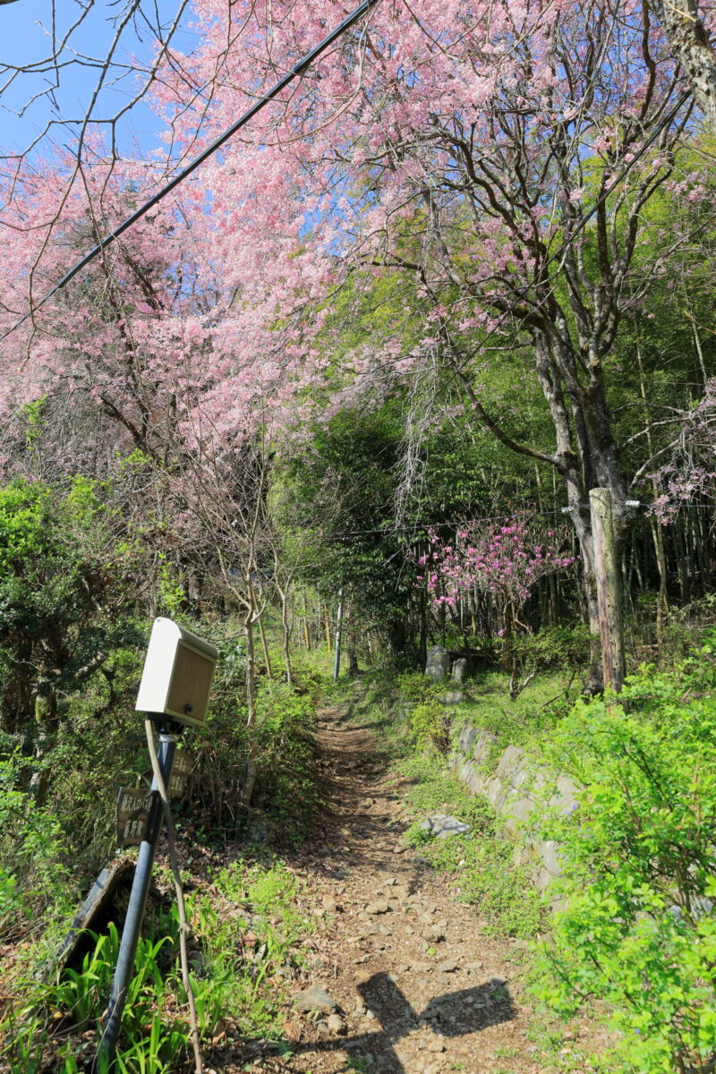 生藤山登山口近くに咲く桜とツツジ