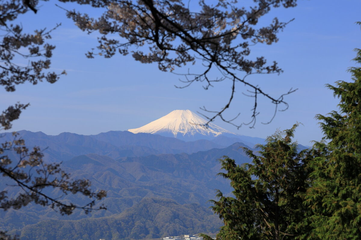 「桜のプロムナード」からの富士山と桜のコラボ！
