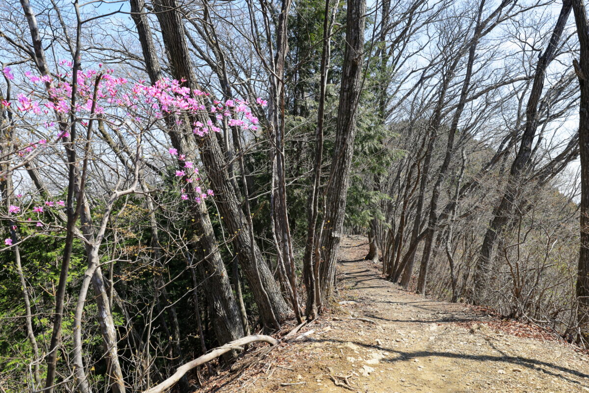 大蔵里山付近に咲くツツジ