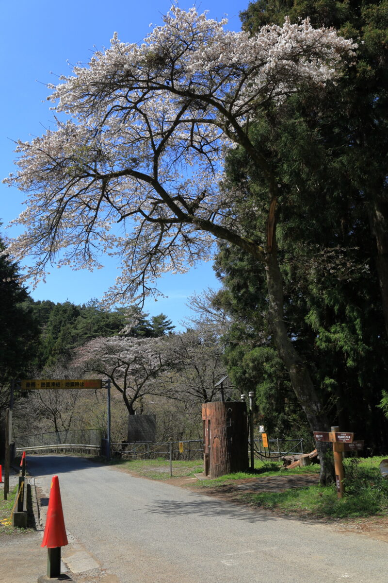 和田峠にある背の高い桜の木とトイレ