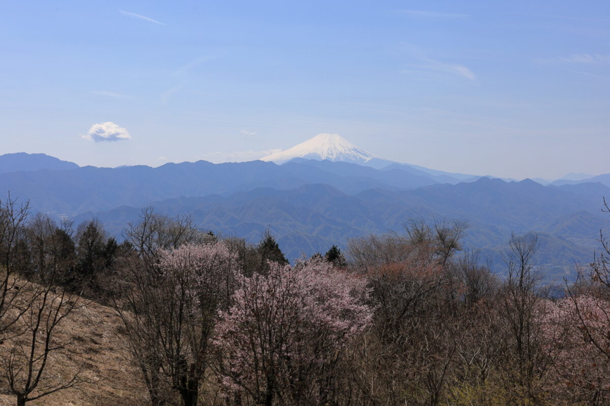 陣馬山山頂下の芝生の広場から眺める富士山