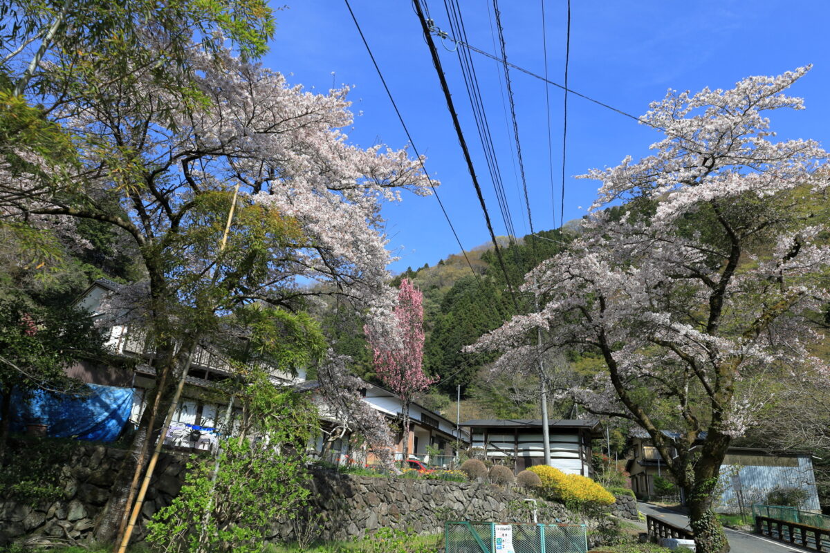 まだ桜の見ごろが続く和田集落