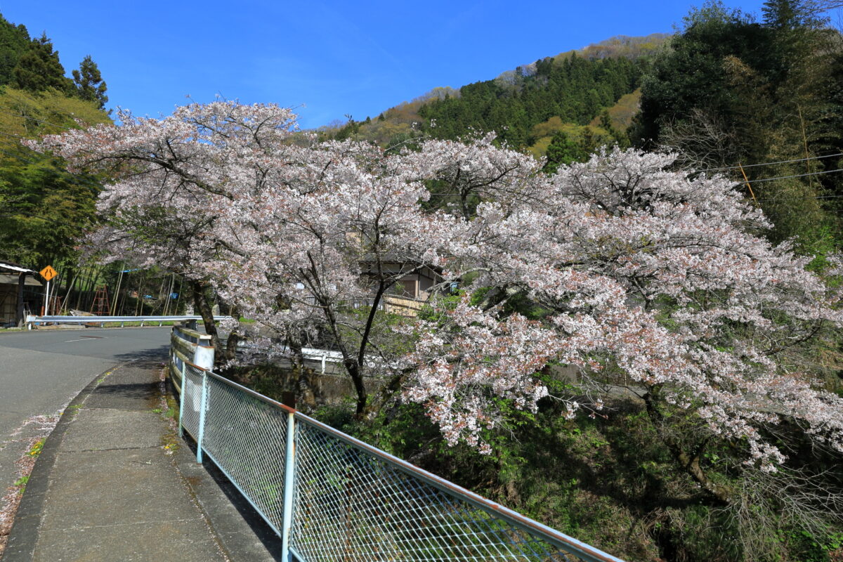 和田バス停近くの車道脇に咲く桜の木