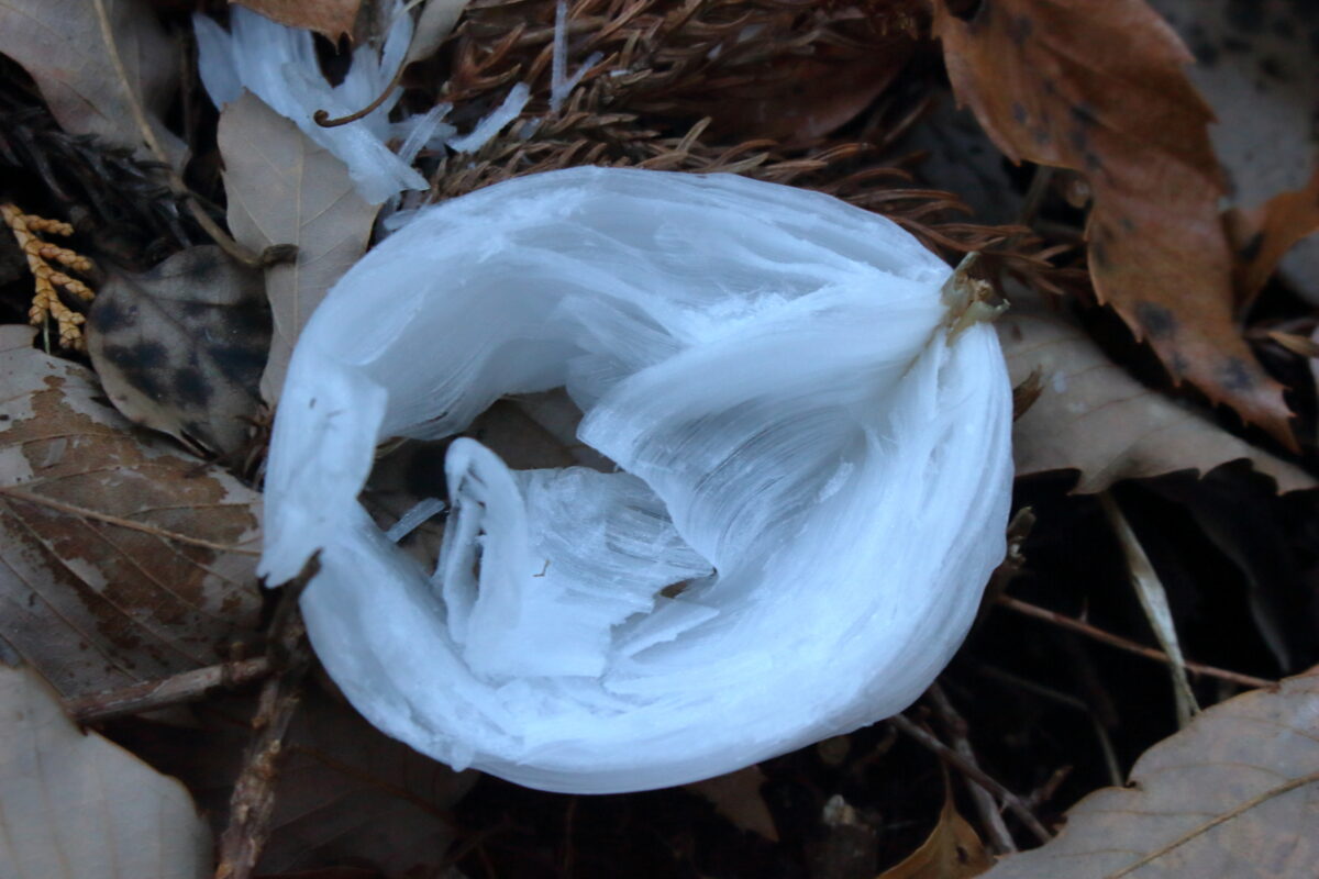 美しい自然の造形「シモバシラ」の氷華