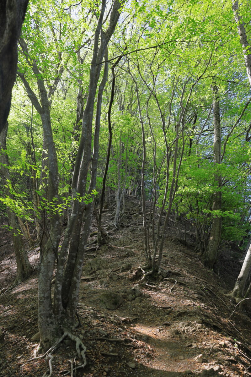 新緑が美しい大ブナ尾根の登山道