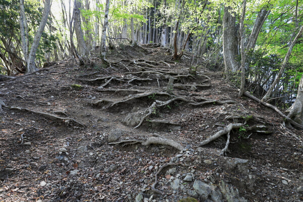 ジグザグの登山道で尾根道を登る御前山への登山道