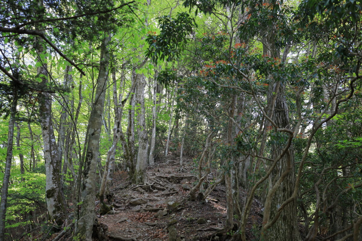 急な登りが続く大ブナ尾根