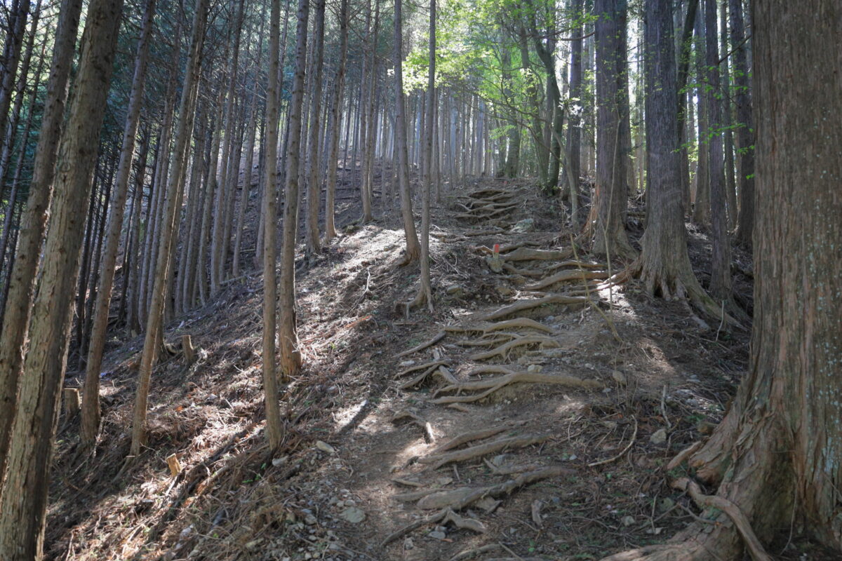 再び急登になる大ブナ尾根の登山道