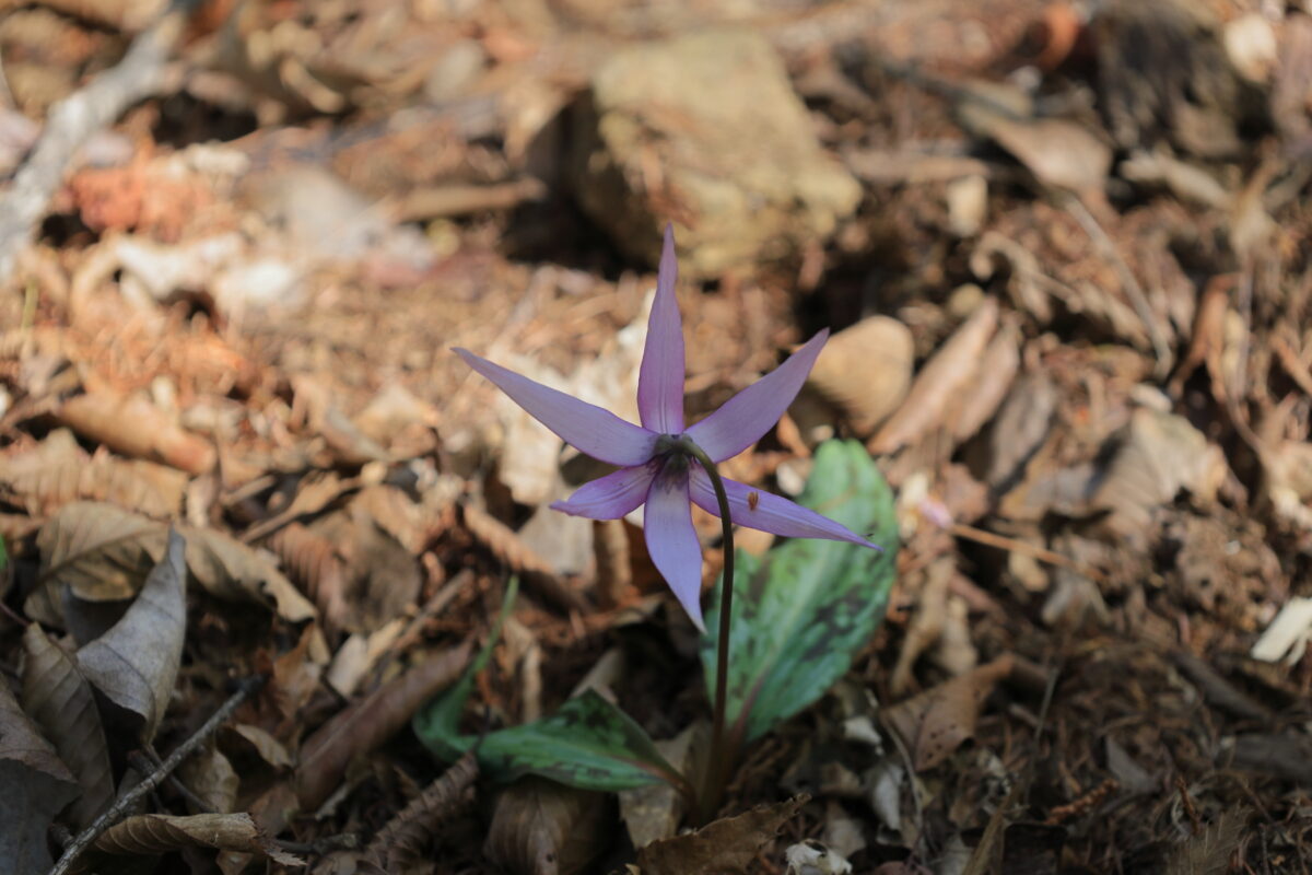 大ブナ尾根の登山道脇に咲くカタクリの花