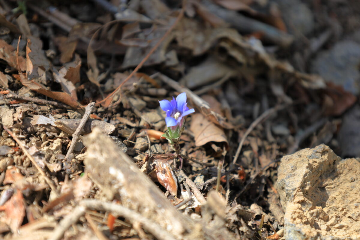 大ブナ尾根の登山道脇に咲くリンドウの花