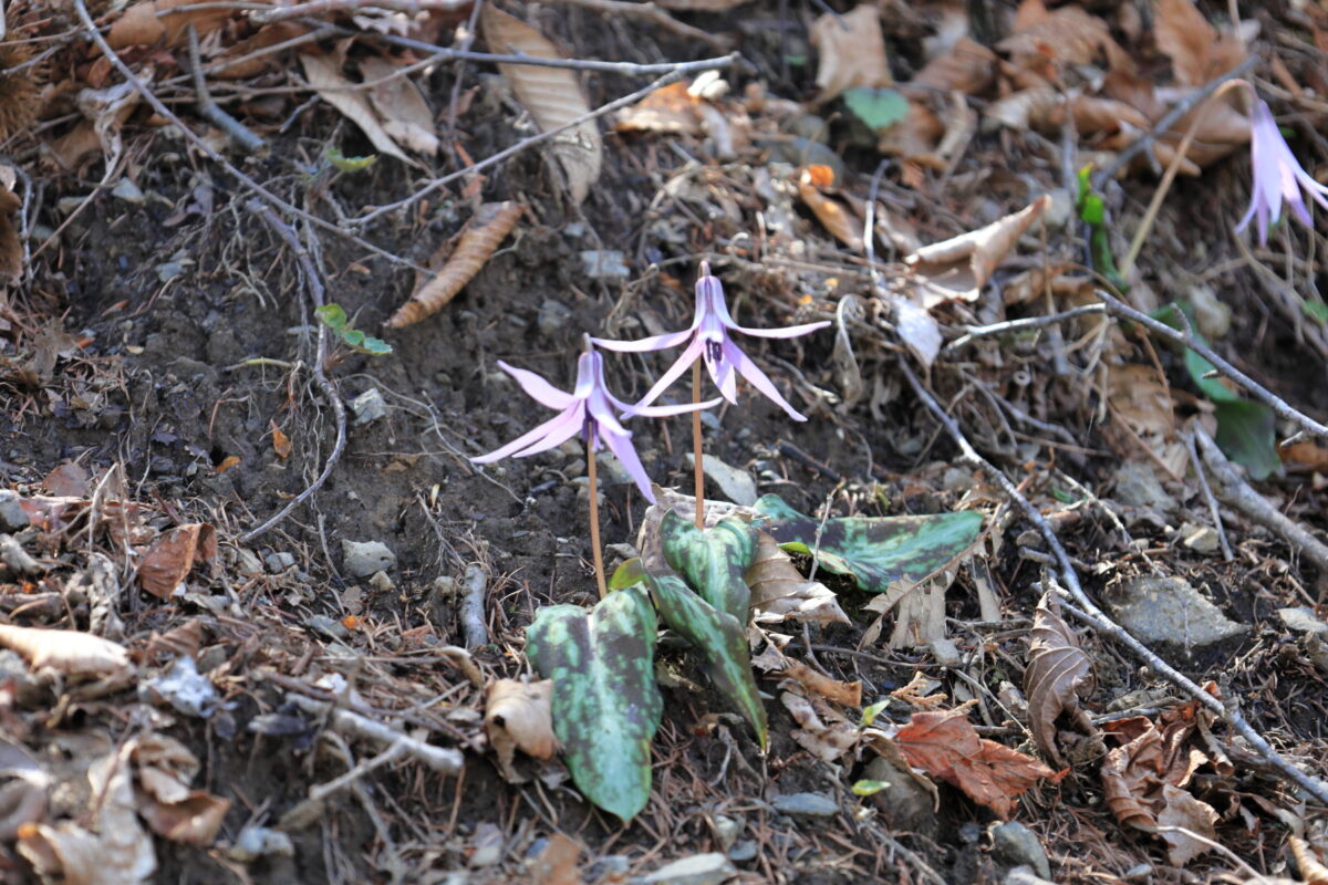 標高が上がると数が増えてくるカタクリの花