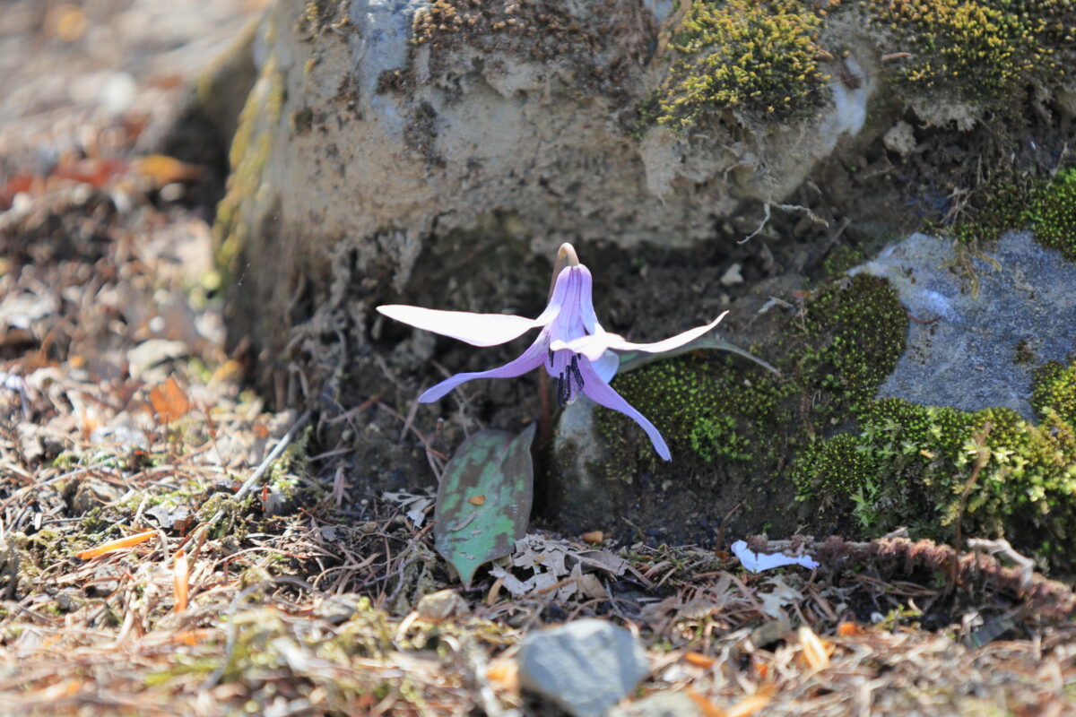 大ブナ尾根の岩陰に咲くカタクリの花