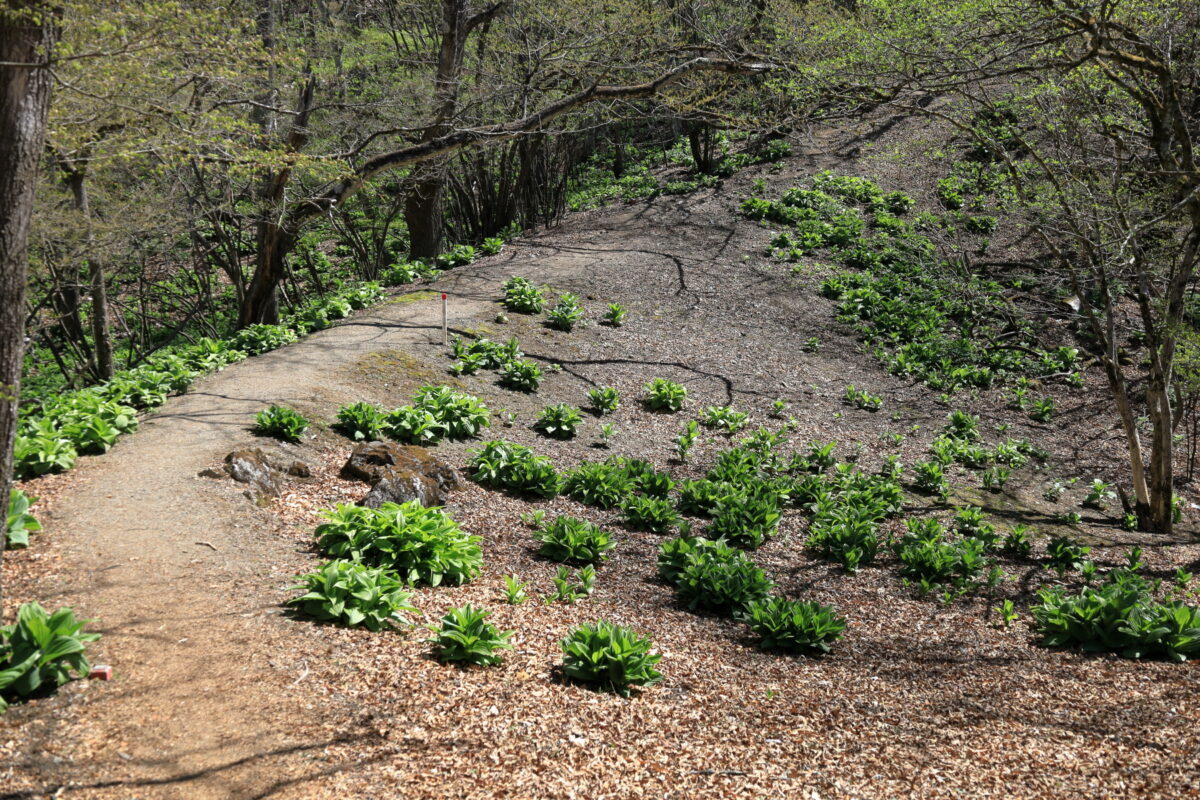 惣岳山近くのバイケイソウの群生地