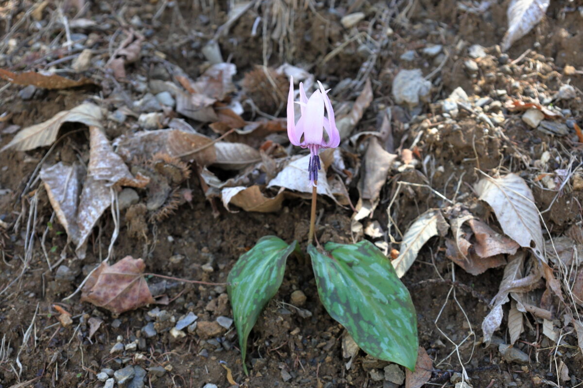 バイケイソウの群生の中に咲くカタクリの花