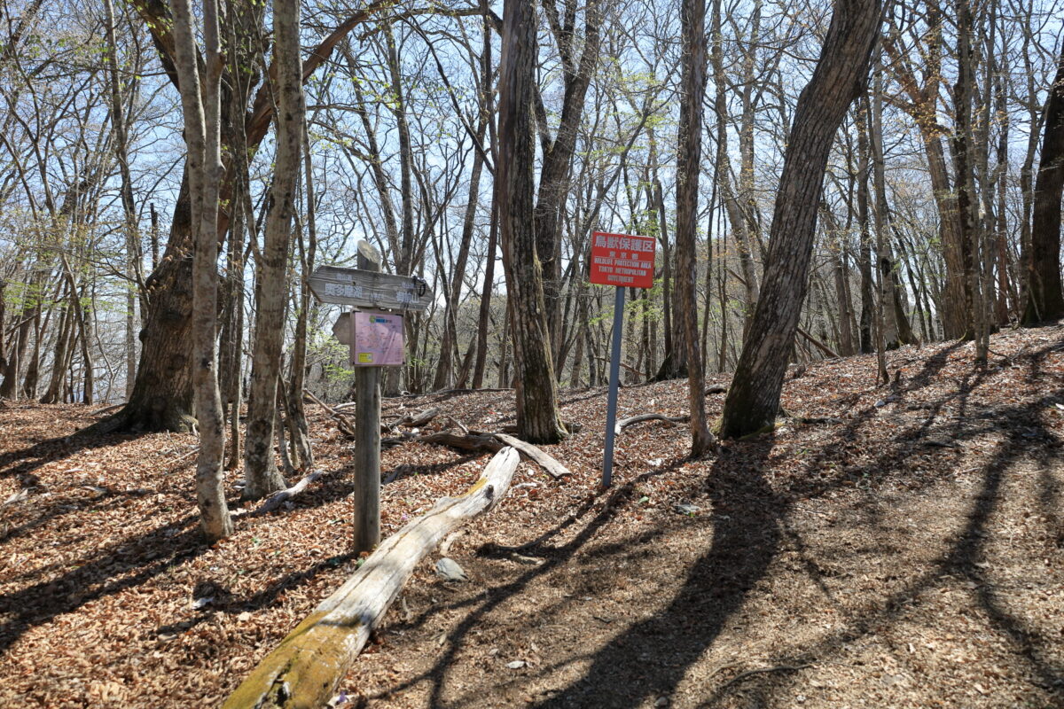 急登を登り切り周囲が明るくなってきた大ブナ尾根の登山道