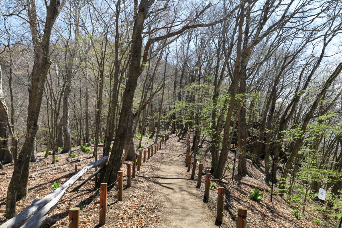 遊歩道のように整備された惣岳山～御前山の登山道