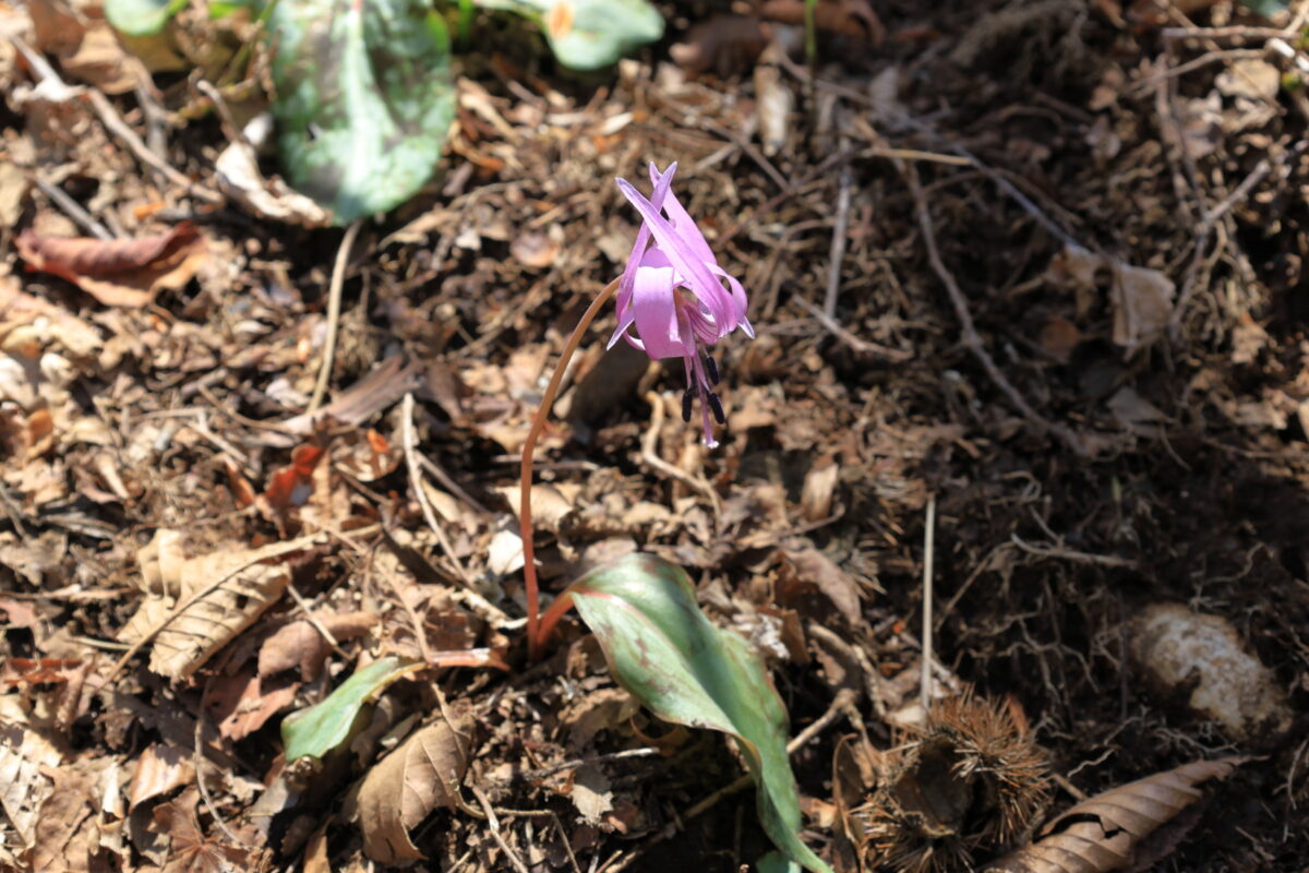 惣岳山～御前山の登山道脇にたくさん咲いているカタクリの花