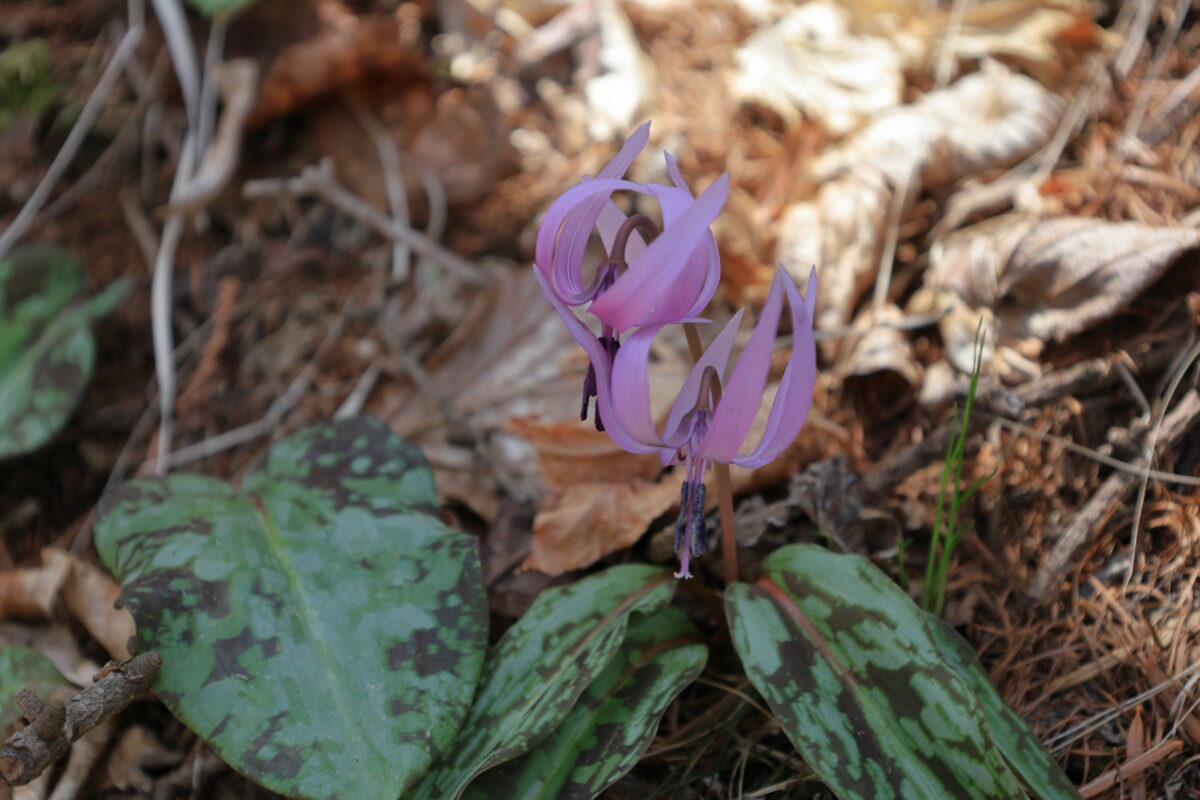 御前山山頂下に咲くカタクリの花