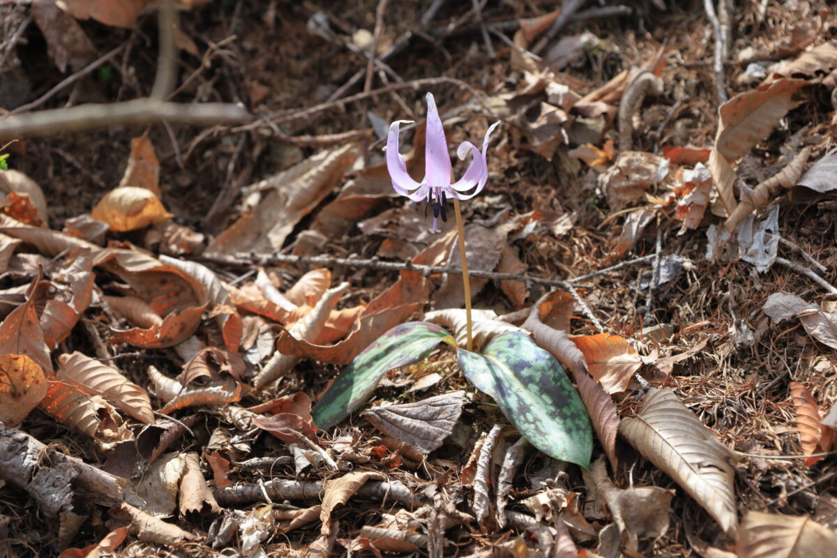 御前山～鋸山の登山道脇に咲くカタクリの花