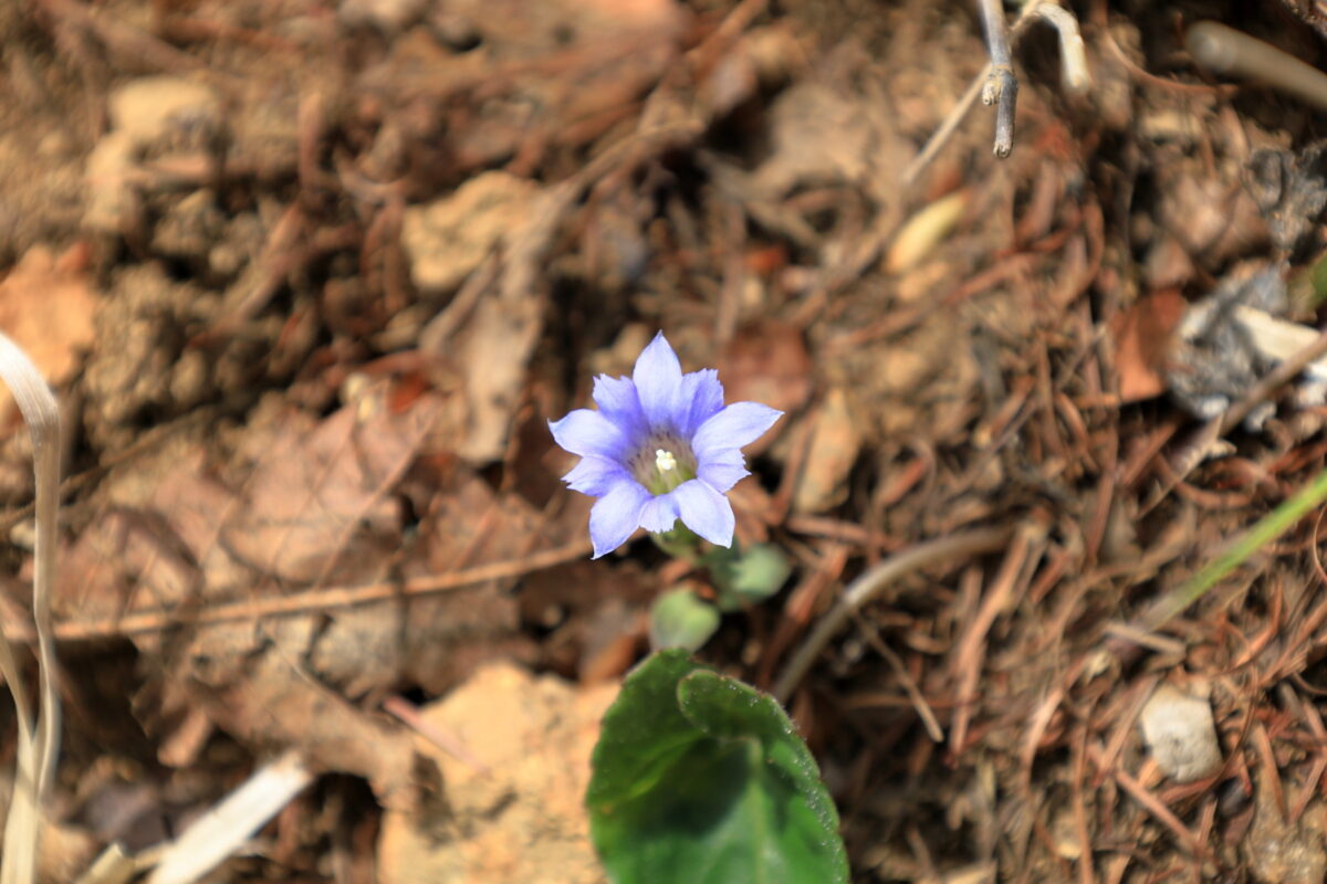 御前山～鋸山の登山道脇に咲くリンドウの花