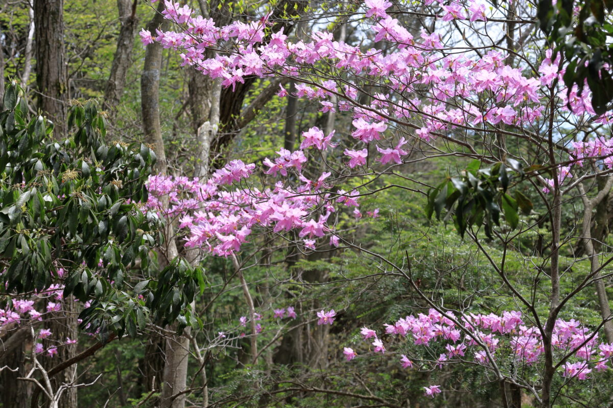 登山道に咲くミツバツツジの花