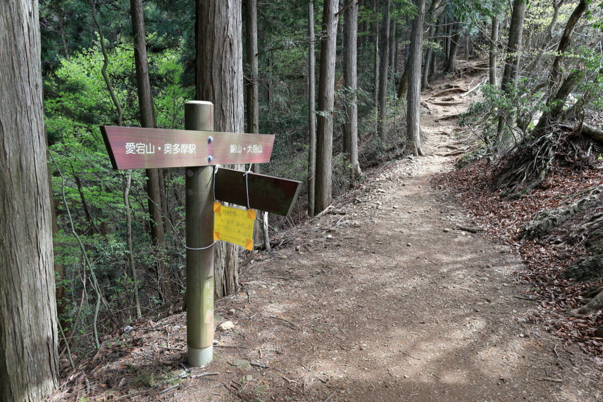 鋸尾根の分岐