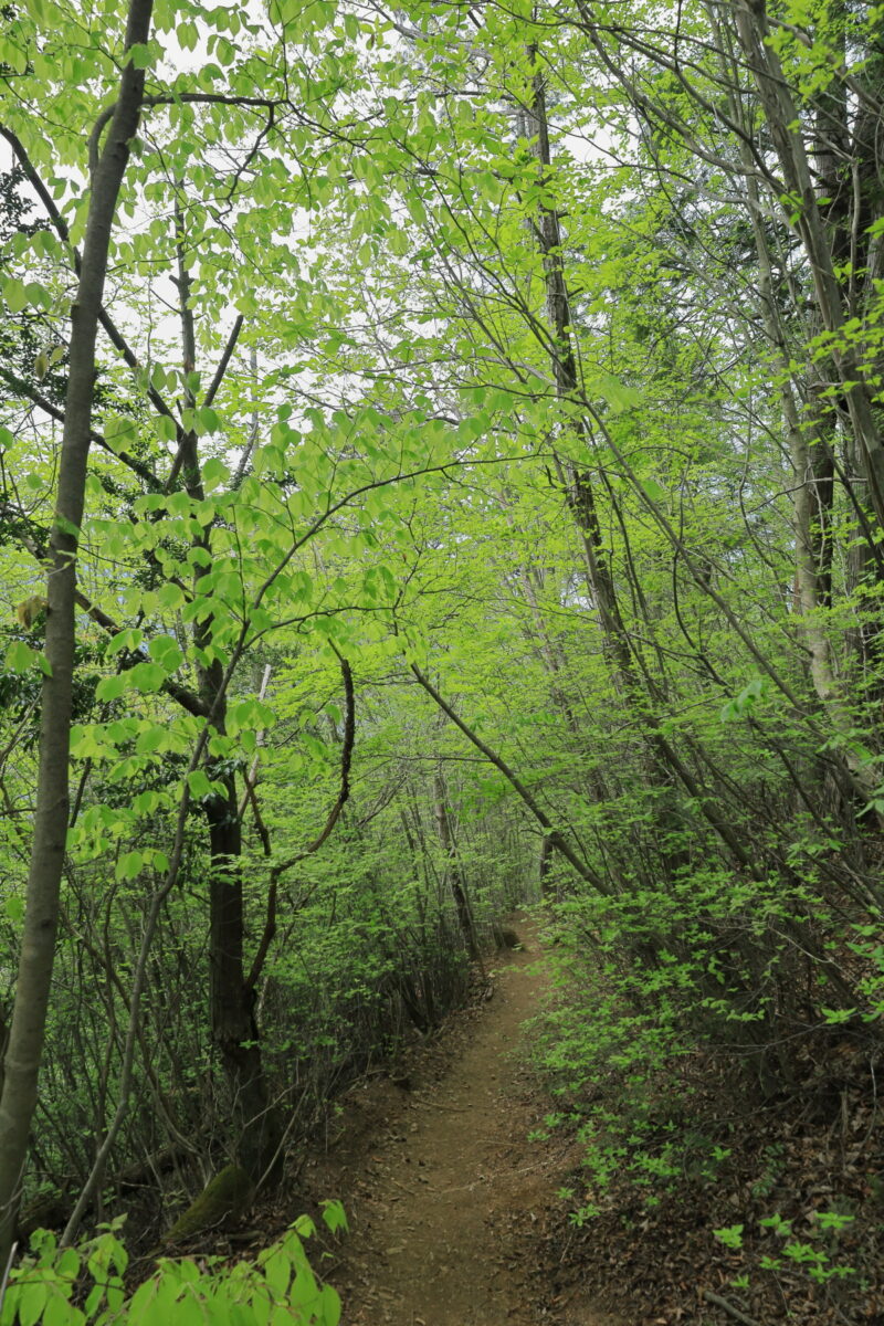 頭上の新緑が美しい鋸尾根の登山道