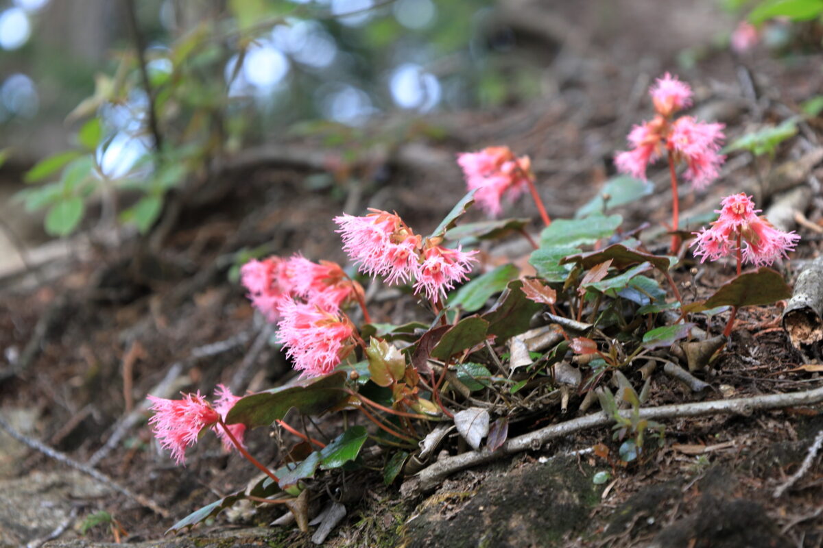 小さくても鮮やかで目立つイワカガミの花
