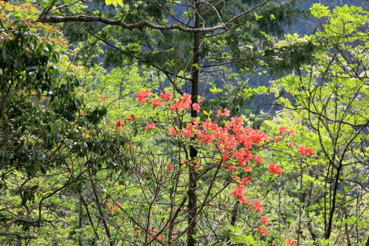 鋸尾根の登山道脇に咲くヤマツツジの花