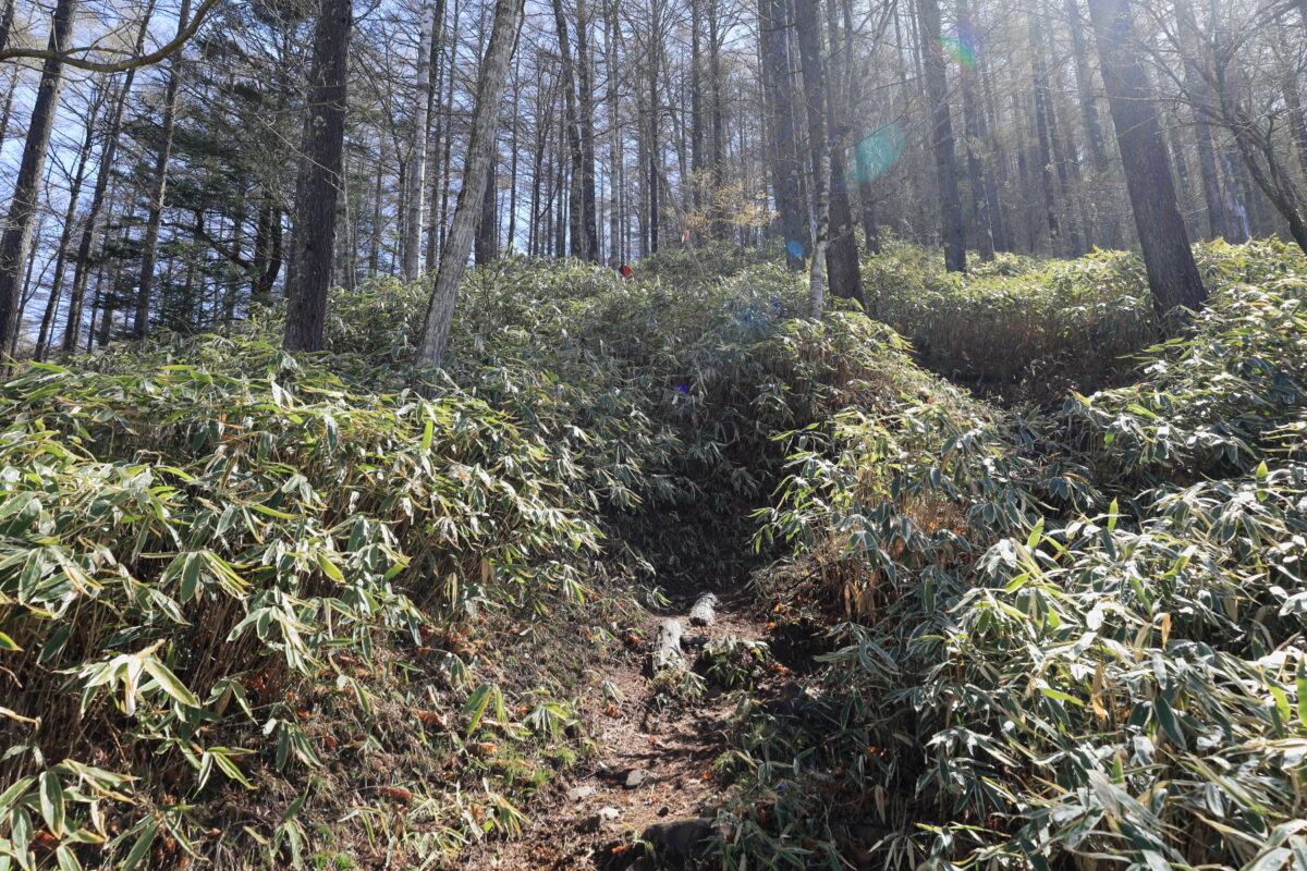 小屋平バス停からの笹の急登