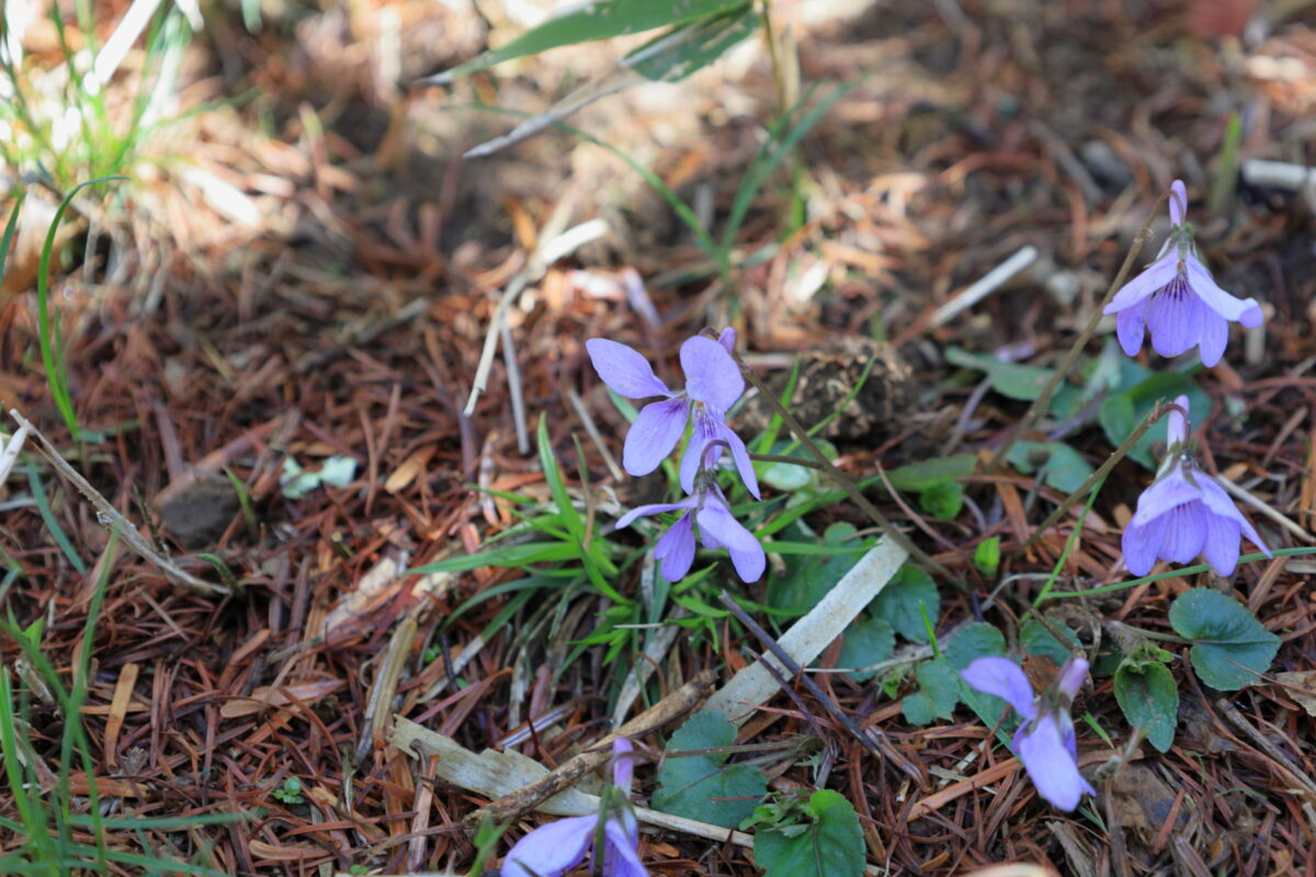 小屋平バス停付近の登山道に咲くスミレの花