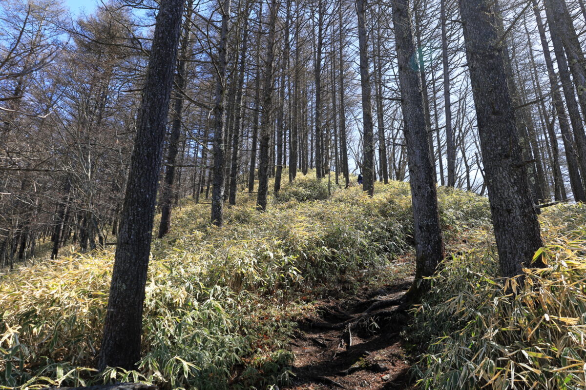 小屋平から石丸峠へのカラマツ林の登り