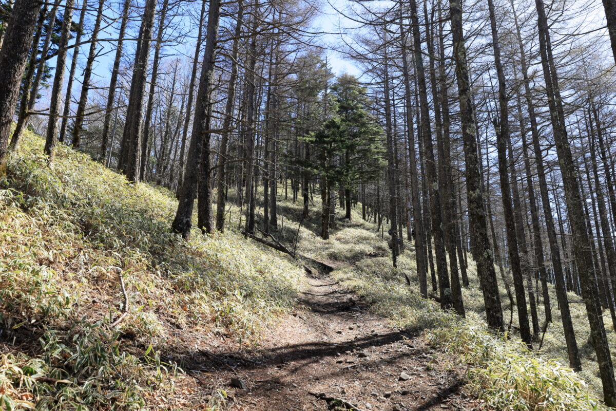 山腹に付けられた石丸峠への登山道