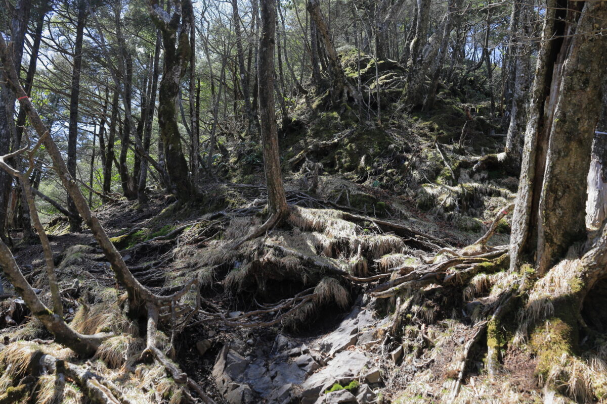 苔生した岩や木の根っこが多い小金沢山への登り