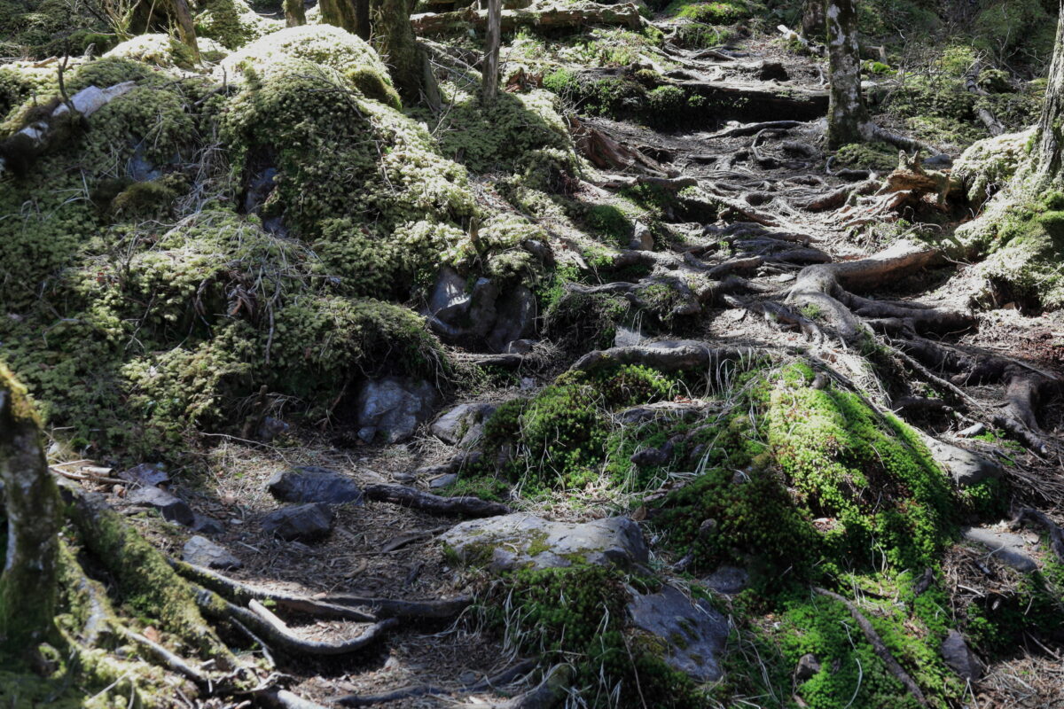 苔生した道が続く小金沢山への登山道