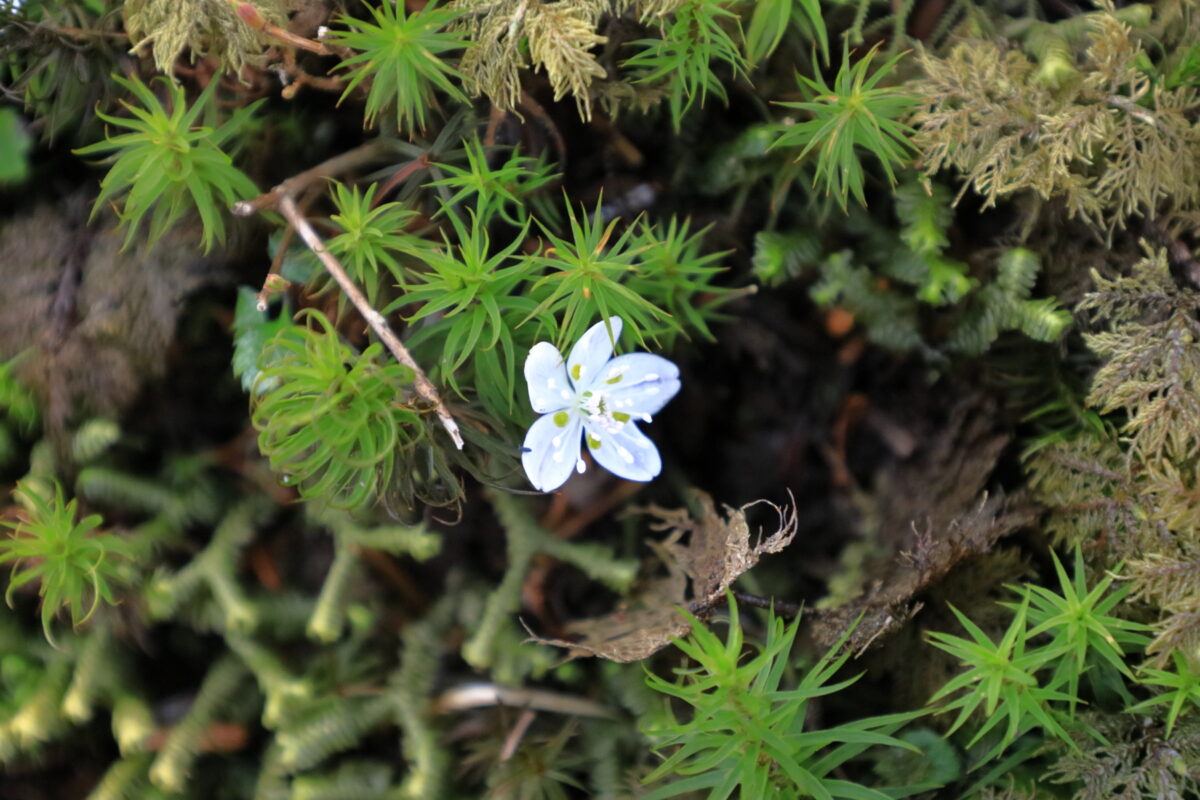 苔生した登山道脇に咲くバイカオウレンの花