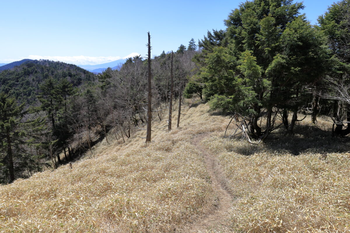 小金沢山～牛奥ノ雁ガ腹摺山の気持ちの良い笹原の道