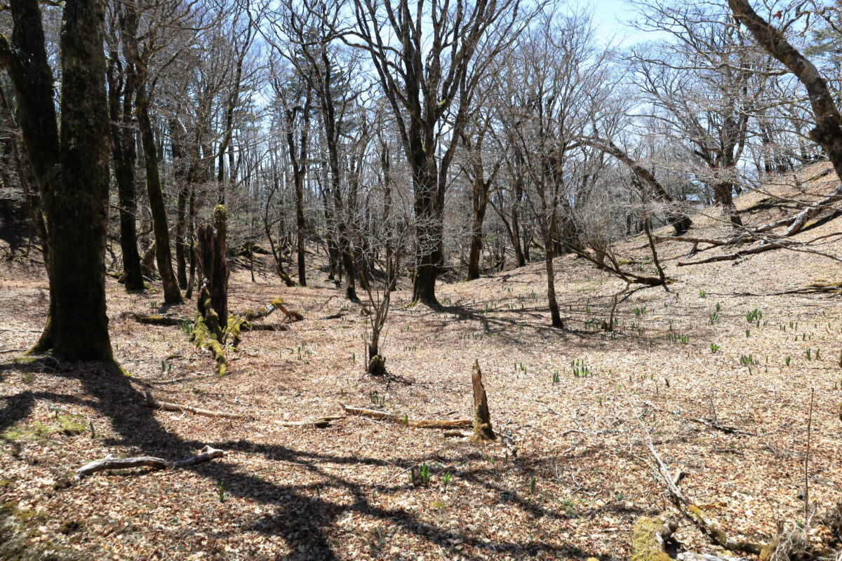 黒岳から少し先のコバイケイソウの群生地