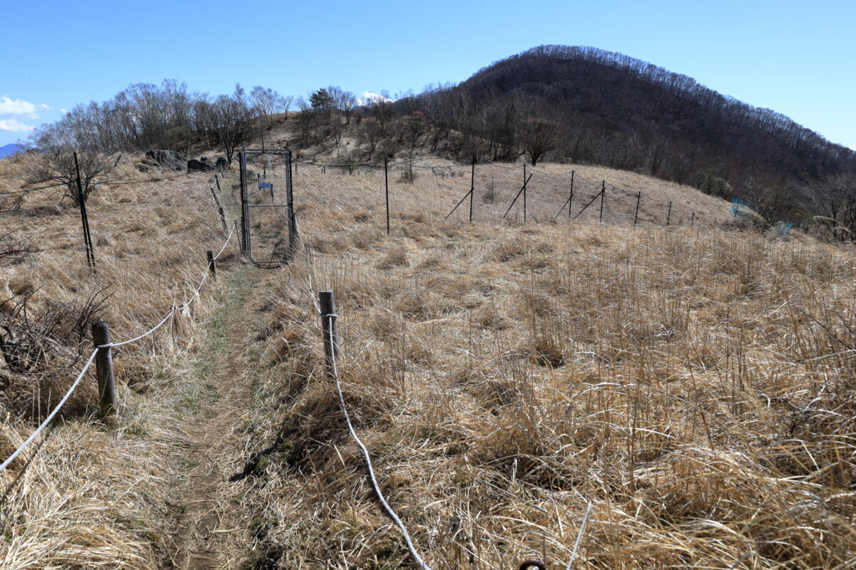 湯ノ沢峠付近に広がる高原のようなお花畑