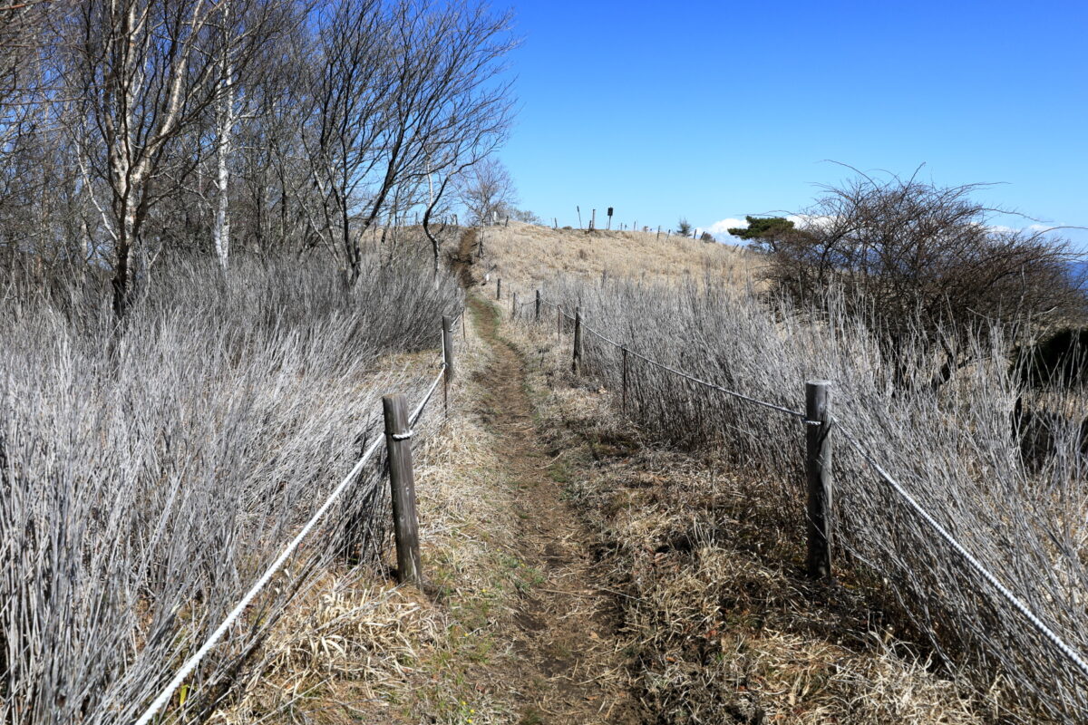 大蔵高丸山頂付近に広がるお花畑